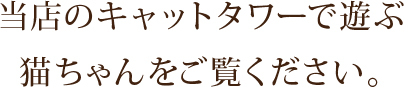 当店のキャットタワーで遊ぶ猫ちゃんをご覧ください。