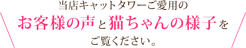 当店キャットタワーご愛用のお客様の声と猫ちゃんの様子をご覧ください。